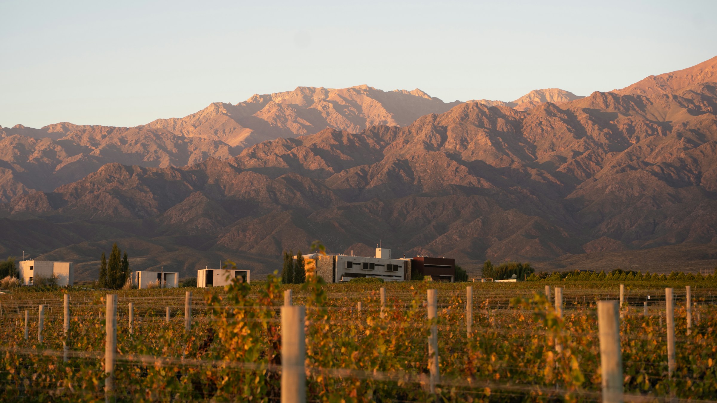 Vinhedos em Mendoza, Argentina, ao pôr do sol