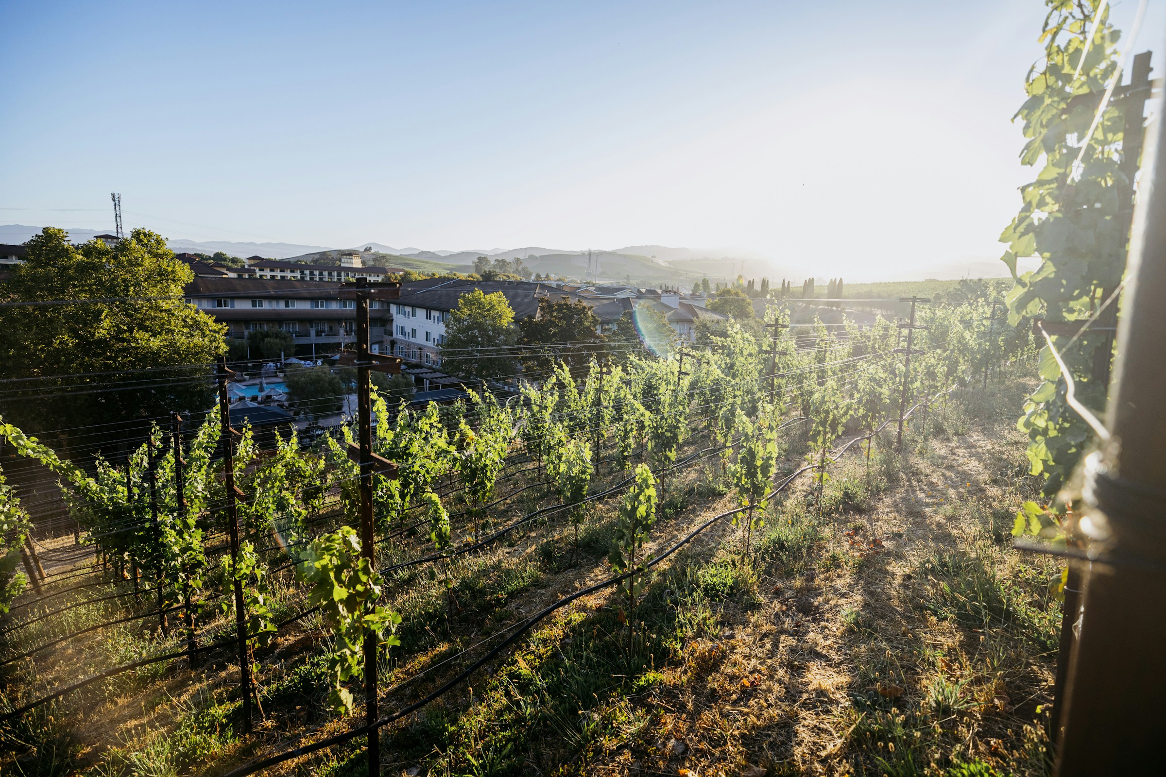 Vinhedo em Napa, Califórnia, por Alex Reynolds